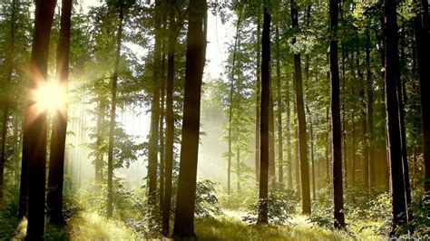 A Morning in a Pine Forest - Uma Visão Romântica de Natureza Selvagem e Infância Inocente!