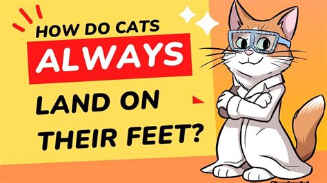 What Do You Learn in Kindergarten: And Why Do Cats Always Land on Their Feet?